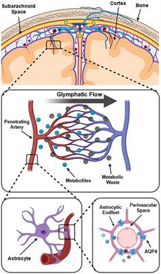 A critical guide to the automated quantification of perivascular spaces in magnetic resonance imaging